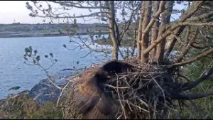 Young Eagle crashes into nest! The Eagle, Melle, from Norway!