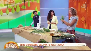 Good Morning (TV2000) - The beneficial properties of Purslane and Farinello