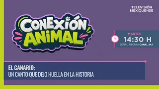 The Canary: A Song That Left Its Mark on History | Conexión Animal | 08/18/2026