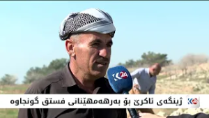 جووتیارانی ئاکرێ گرنگی بە چاندنی داری فستق دەدەن