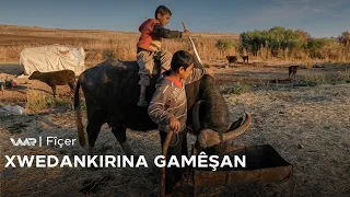 Fîçer - Xwedankirina Gamêşan | فیچەر - خودانکرنا گامێشان