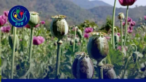 ဘိန်းစိုက်ပျိုးစရိတ် မြင့်တက်ပြီး ဘိန်းစိမ်းဈေးတွေကျဆင်း၊ တောင်သူတွေအခက်ကြုံ- DVB News