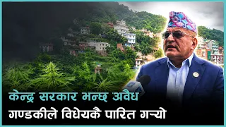गण्डकी प्रदेशमा अब कसरी हुन्छ गाँजाको खेती ? यस्तो छ मुख्यमन्त्रीको तर्क | Kantipur Samachar