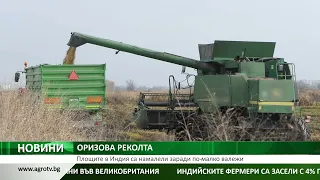 Индия намалява площите с ориз, мусонният дефицит повишава риска за добивите