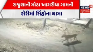 Amreli Lion Video | રાજુલાની મોટા આગરીયા ગામની શેરીમાં સિંહોના ધામા | Gujarat Forest Department