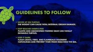 Keeping It Green - Guidelines For Turtle Nesting Season