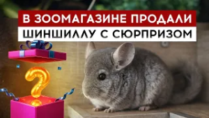 В зоомагазине продали шиншиллу с сюрпризом