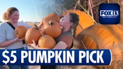 Carry as many pumpkins as you can for $5 at Hopper Pick UR Pumpkin Patch