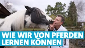Pferdepsychologie statt Unfallforensik: Pfälzer macht seine Leidenschaft zum Beruf