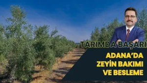 ADANA'DA ZEYTİN YETİŞTİRİCİLİĞİ I TARIMDA BAŞARI