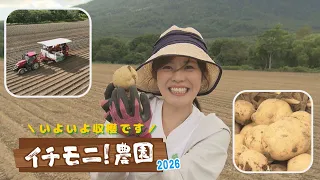 [Ichi-Moni! Farm] Finally Time for the Potato Harvest! Chef Shimokuni Joins the Quest to Create t...