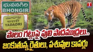 ఆ పులి ఎక్కడ?..యాదాద్రి భువనగిరి జిల్లాలో టైగర్ సంచారం | Tiger on Prowl in Yadadri  Dist | T News