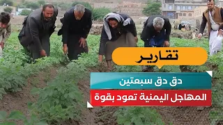 "Daq Daq Sab'atayn".. Yemeni Mahajel makes a strong comeback