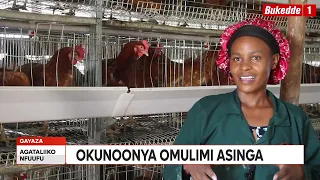 Agataliikonfuufu:Okunoonya Omulimi asinga.Wuuno Akatukunda Brenda afunye mu kulunda enkoko n'ente