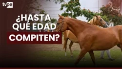 At what age does a Peruvian Paso horse retire?