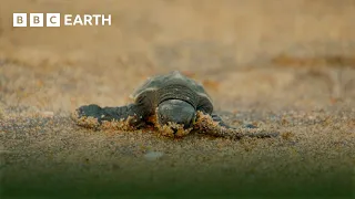 Amazing Turtle Moments | BBC Earth