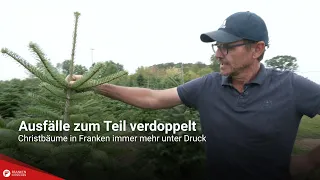 Losses partly doubled: Christmas trees in Franconia under increasing pressure