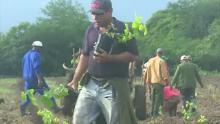 Spring season multi-crop planting enters final stage