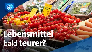 Preissteigerungen durch Ernteausfälle: „Paprika wird zu einem kleinen Luxusgut“