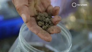 Science that Connects: Soil Doctors