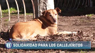 Solidarity for our stray dogs 🐶❤️