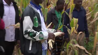 Drought and dry spell mitigation in Lichinga: Farmers to receive short-cycle crop seeds