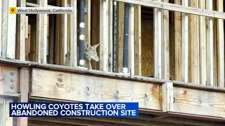 Loud pack of coyotes takes over abandoned West Hollywood construction site