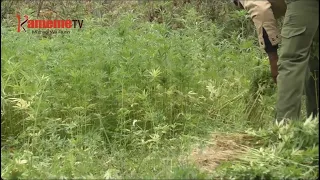 Marijuana Farm in Ngong