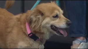 Pet on the Set | Meet Harper