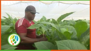 De la tierra al éxito