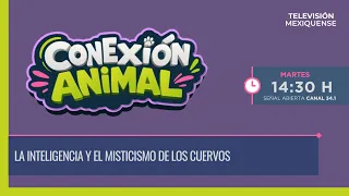 Animal Connection 09/01/2026