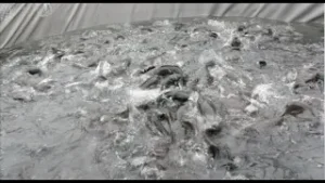 LE LYCÉE D’OYACK AU CŒUR DU DÉFI DE LA SÉCURITÉ ALIMENTAIRE