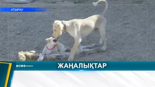 БҮГІН - ҚАЗАҚЫ ТАЗЫ КҮНІ
