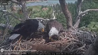 Shadow spotted with another eagle days after Jackie’s death