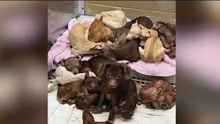 Dozens of pets saved from hoarding situation in Merrillville