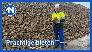 Overal weer bietenwagens op de weg: bietencampagne officieel van start
