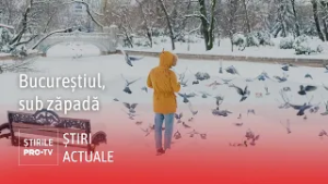 Troiene de jumătate de metru în București