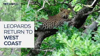 Leopards return to South Africa's West Coast after 170 years