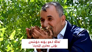 هه‌نگوینی ره‌سه‌ن بەرهەمێکی بێوێنەی شاخ و کوێستانەکانی کوردستانە