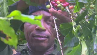 Preparations for coffee harvest underway