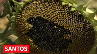 ŽETVA SUNCOKRETA POČELA RANIJE PRINOSI ISPOD OČEKIVANJA POLJOPRIVREDNIKA