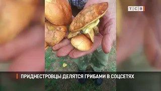 Transnistrians are sharing mushrooms on social media