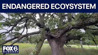 Wisconsin endangered oak ecosystems, 'OAKtoberfest' to help | FOX6 News Milwaukee