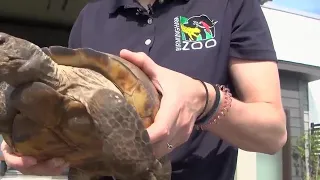 Big Machine Petting Zoo