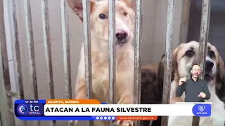 Abandoned dogs in Salento spark concern over risks to wildlife and public safety