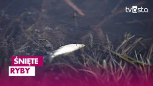 Setki śniętych ryb