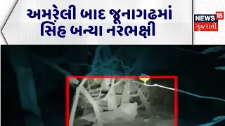 Junagadh Lion Attack | અમરેલી બાદ જૂનાગઢમાં સિંહ બન્યા નરભક્ષી | Forest Department | Gujarat News