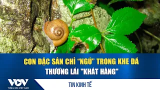 The delicacy that only "sleeps" in rock crevices, traders are "starving for stock" | VOV