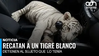 Man arrested in Iztapalapa for illegally transporting a white Bengal tiger cub