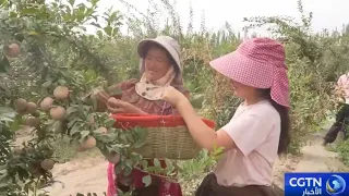 Bountiful Harvest of Apricots on the Edge of the Desert